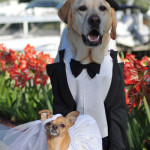 dog_wedding